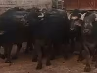 牛只（批次，未指定性别）, African Buffalo — 照片 2