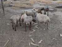 Qoç, Qoyunlar — foto 4