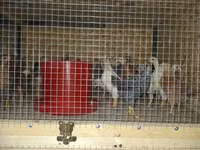 Chickens — foto 4