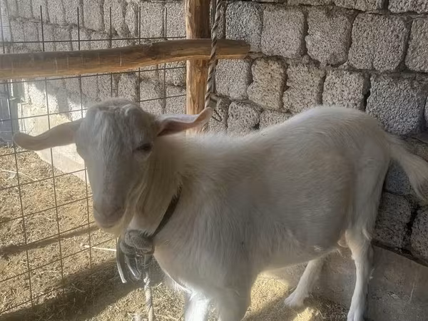 Keçi, Saanen goat