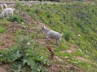 Goat, Alpine goat — photo 3