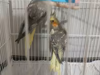 Nymph (kakadul, cockatiel) cütü və qəfəs dəsti - Növ: Nymph — Foto 3