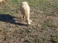 نعجة, Karabakh sheep — الصورة 7