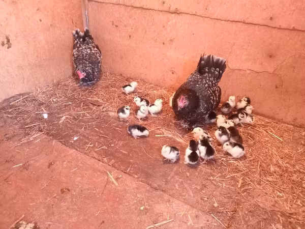 Chickens
