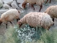 भेड़, भेड़ — फ़ोटो 4