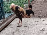 Brahma — foto 2