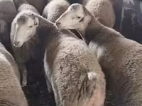 Sheep (batch, sex not specified), Sheep — photo 2