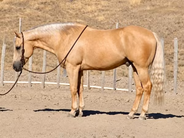 At, Quarter Horse