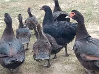 Ducks — foto 1
