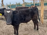 Bulle, Swiss cattle — Foto 1