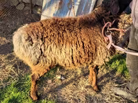 Qoyunlar (partiya, cinsi göstərilməyib), Qoyunlar — foto 8