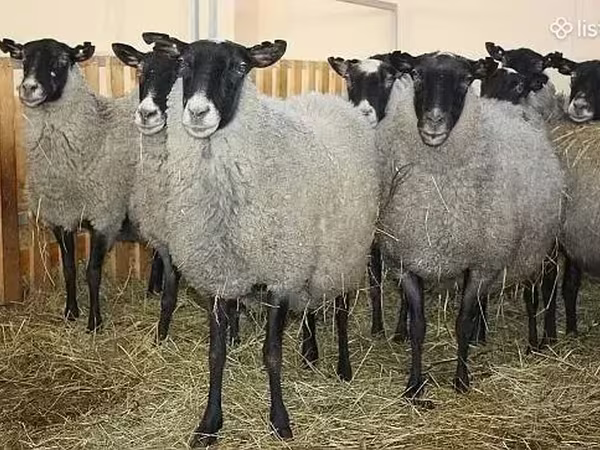 Schaf, Romanov sheep