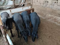 Carnero, Rhon sheep — foto 1
