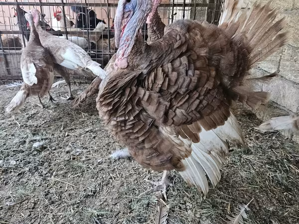 Burbon Qırmızı — Azərbaycan