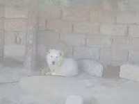 Çoban iti qafqaz2si 300m peyvəndi vurulub 1yasinda 2side — 照片 2