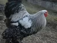 براهما — الصورة 5