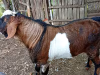 Bode, Nubian Goat — foto 3