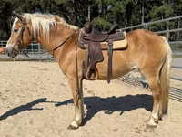 فرس, Haflinger — الصورة 4