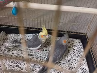 Nimfa (Cockatiel) cütü və qəfəs - Növ: Nimfa (cockatiel) — Foto 1
