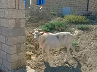 बकरा, Saanen goat — फ़ोटो 4