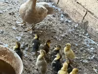 Domestic Muscovy — photo 2