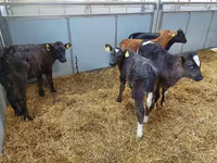 Vaca, Simmental cattle — foto 4