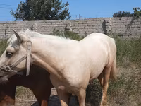 At, Azerbaijan horse — foto 2