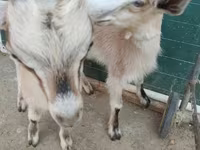 Cabras (lote, sexo no especificado), Alpine goat — foto 5
