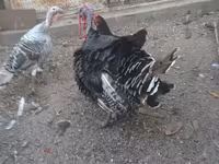 Turkeys — 照片 6