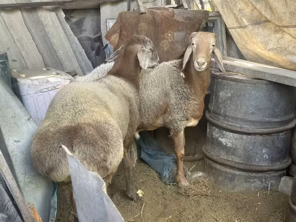 मेढ़ा, Arashan sheep