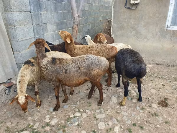 Sheep, Sheep