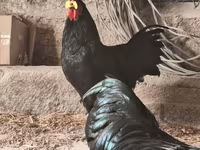 Australorp — foto 4