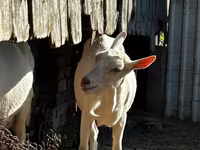 Goat, Saanen goat — photo 2