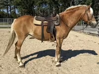 فرس, Haflinger — الصورة 5