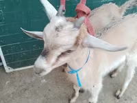 Cabras (lote, sexo no especificado), Alpine goat — foto 4