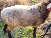 Qoyunlar (partiya, cinsi göstərilməyib), Qoyunlar — foto 3