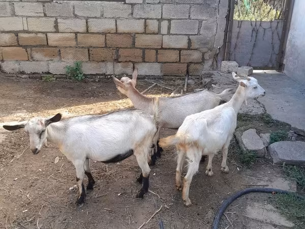 Dişi keçi, Saanen goat — Azərbaycan