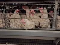 Chickens — الصورة 5