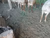 Carnero, Rhon sheep — foto 2
