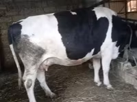 İnək, Russian Black pied cattle — foto 3
