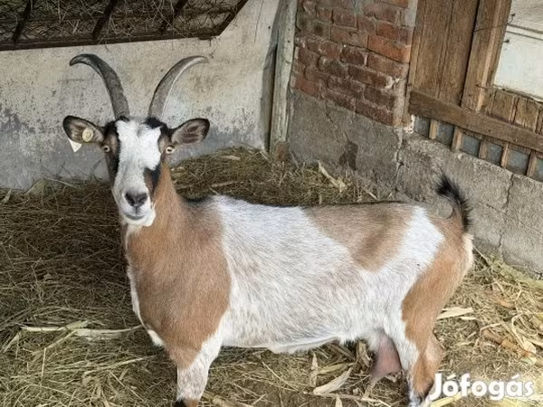 Ziege, Ziegen
