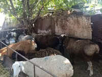 Ovce, Rhon sheep — foto 7