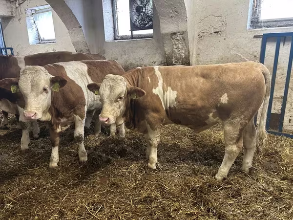 ثور, Simmental cattle