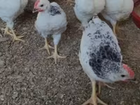 Australorp — photo 7