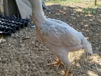 Chickens — 照片 3