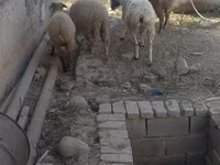 Qoç, Qoyunlar — foto 3