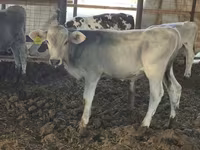 Byk, Swiss cattle — zdjęcie 5
