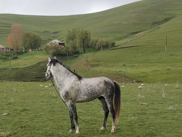At, Azerbaijan horse — Azərbaycan