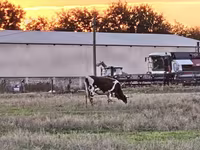 Cow, Russian Black pied cattle — photo 2