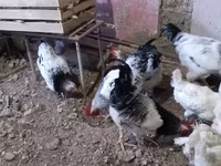 Chickens — الصورة 5